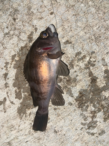 メバルの釣果