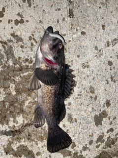 クロソイの釣果