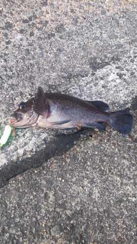 クロソイの釣果