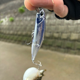 Kawasaの釣果