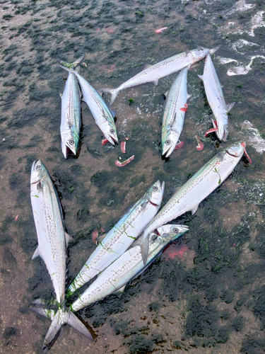 サゴシの釣果