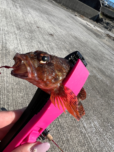 カサゴの釣果