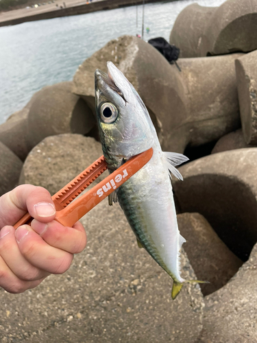 サバの釣果