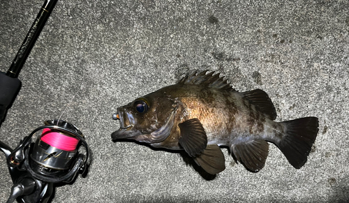 メバルの釣果