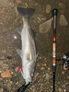 スズキの釣果