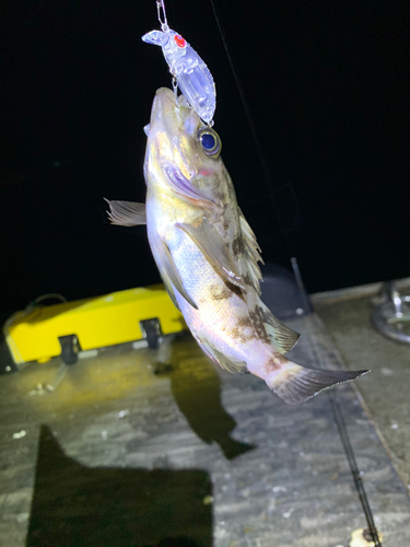 メバルの釣果