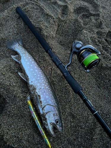 アメマスの釣果