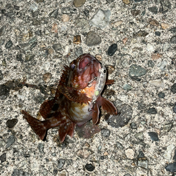 初心者魚津の釣果