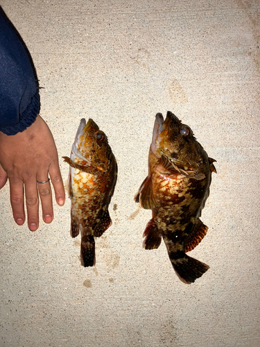 アラカブの釣果