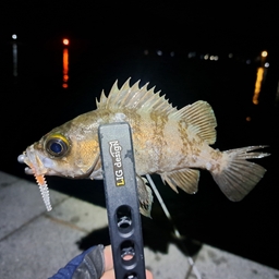 平凡太の釣果