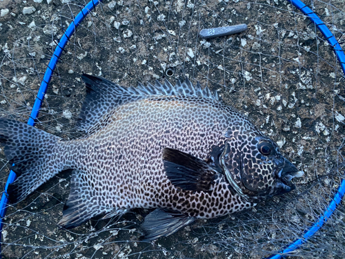 イシガキダイの釣果