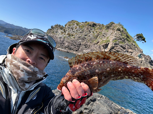 ブダイの釣果