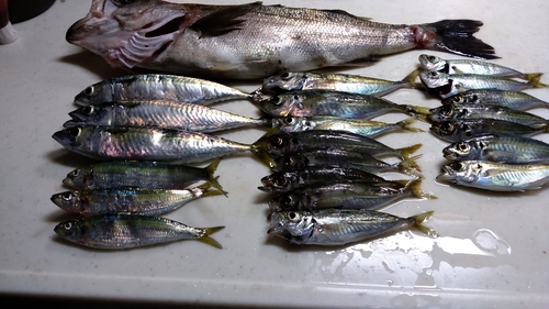 アジの釣果