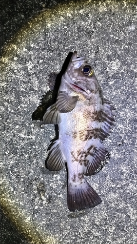 シロメバルの釣果