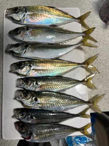 アジの釣果