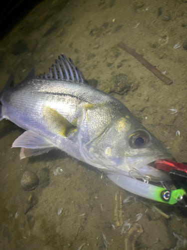 シーバスの釣果