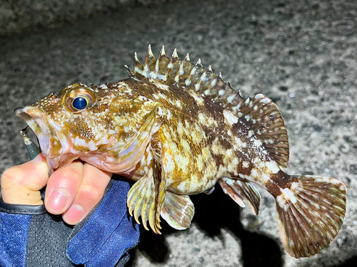 カサゴの釣果