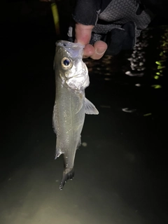 セイゴ（マルスズキ）の釣果