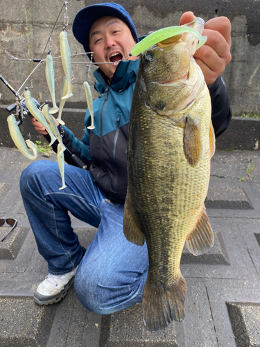 ブラックバスの釣果