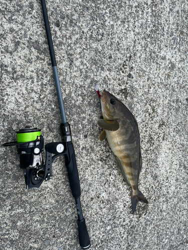 ホッケの釣果