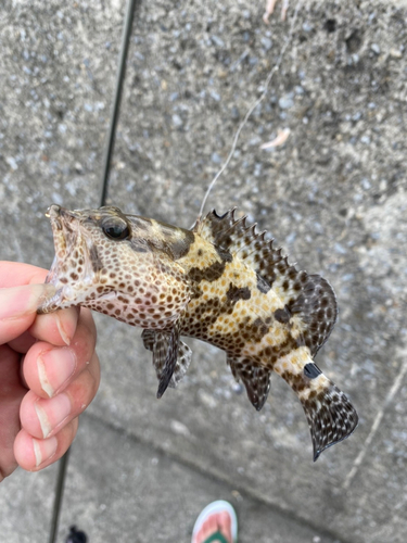 イシミーバイの釣果