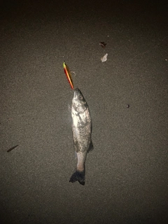 セイゴ(マルスズキ)の釣果