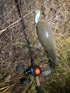 ナマズの釣果