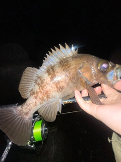 シロメバルの釣果