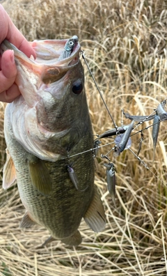 ブラックバスの釣果