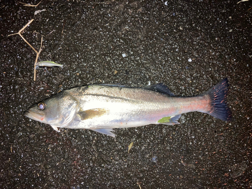 シーバスの釣果