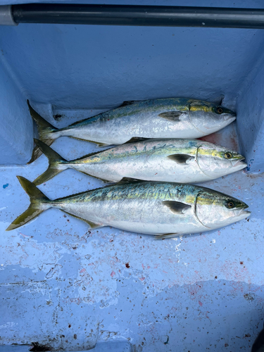 ワラサの釣果