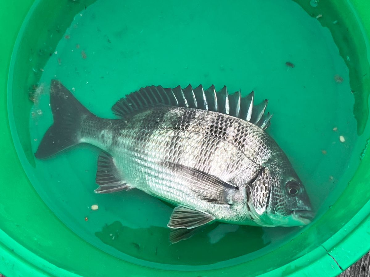 ひまな釣りびとさんの釣果 2枚目の画像