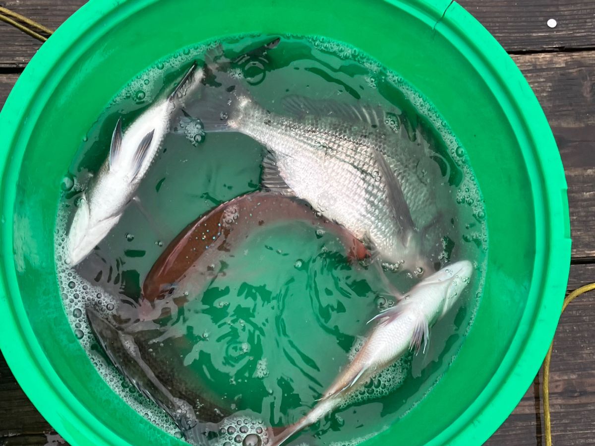 ひまな釣りびとさんの釣果 3枚目の画像