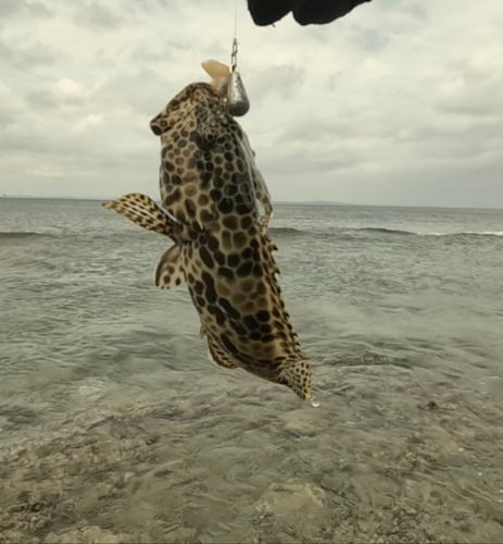 イシミーバイの釣果