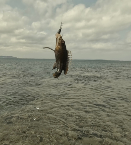 釣果