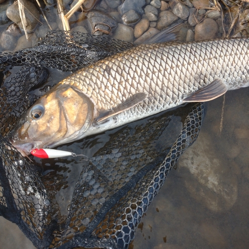 ニゴイの釣果