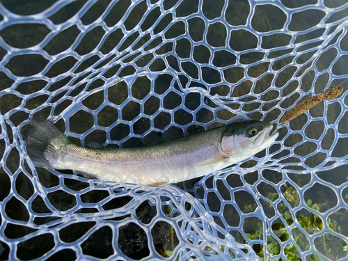 ニジマスの釣果