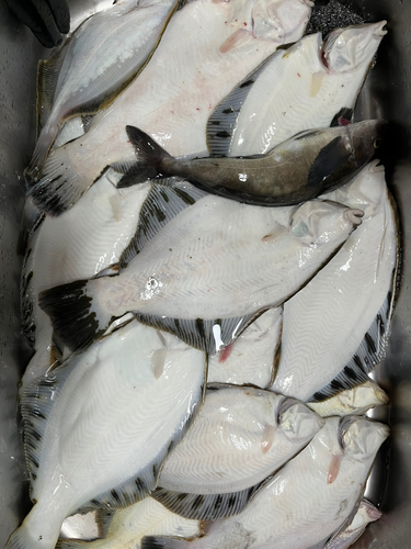 カレイの釣果