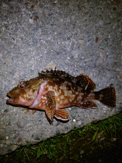 カサゴの釣果