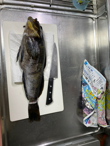 アイナメの釣果