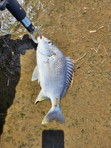 川内川下流