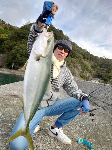 ハマチの釣果