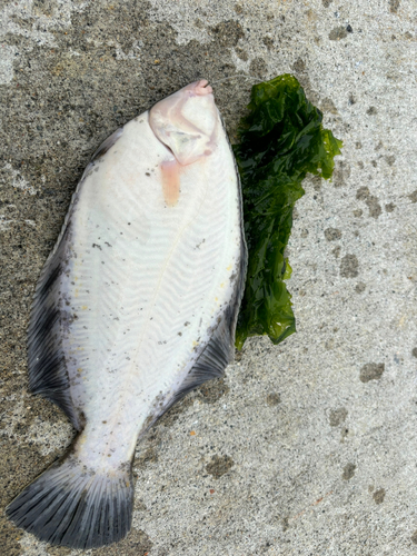 アメマスの釣果