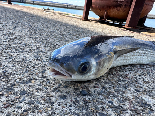 ボラの釣果