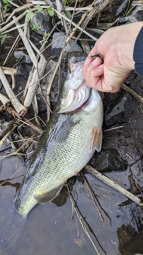 ブラックバスの釣果