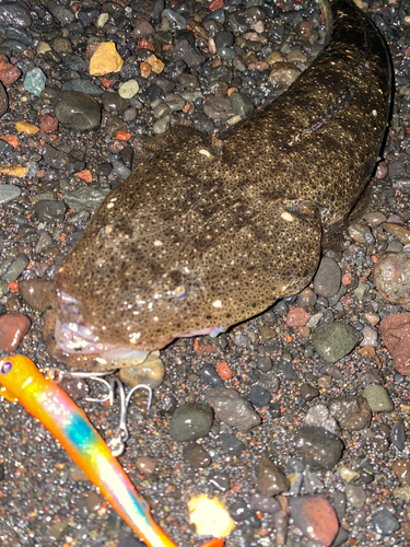 マゴチの釣果