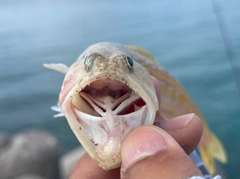 エソの釣果