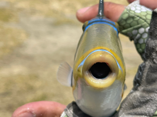 ムラサメモンガラの釣果