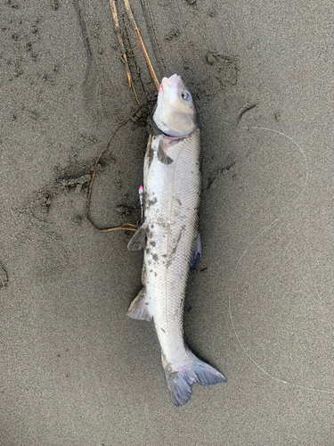 マルタウグイの釣果