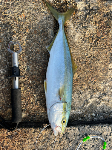 ツバスの釣果